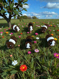 Guenia Pig